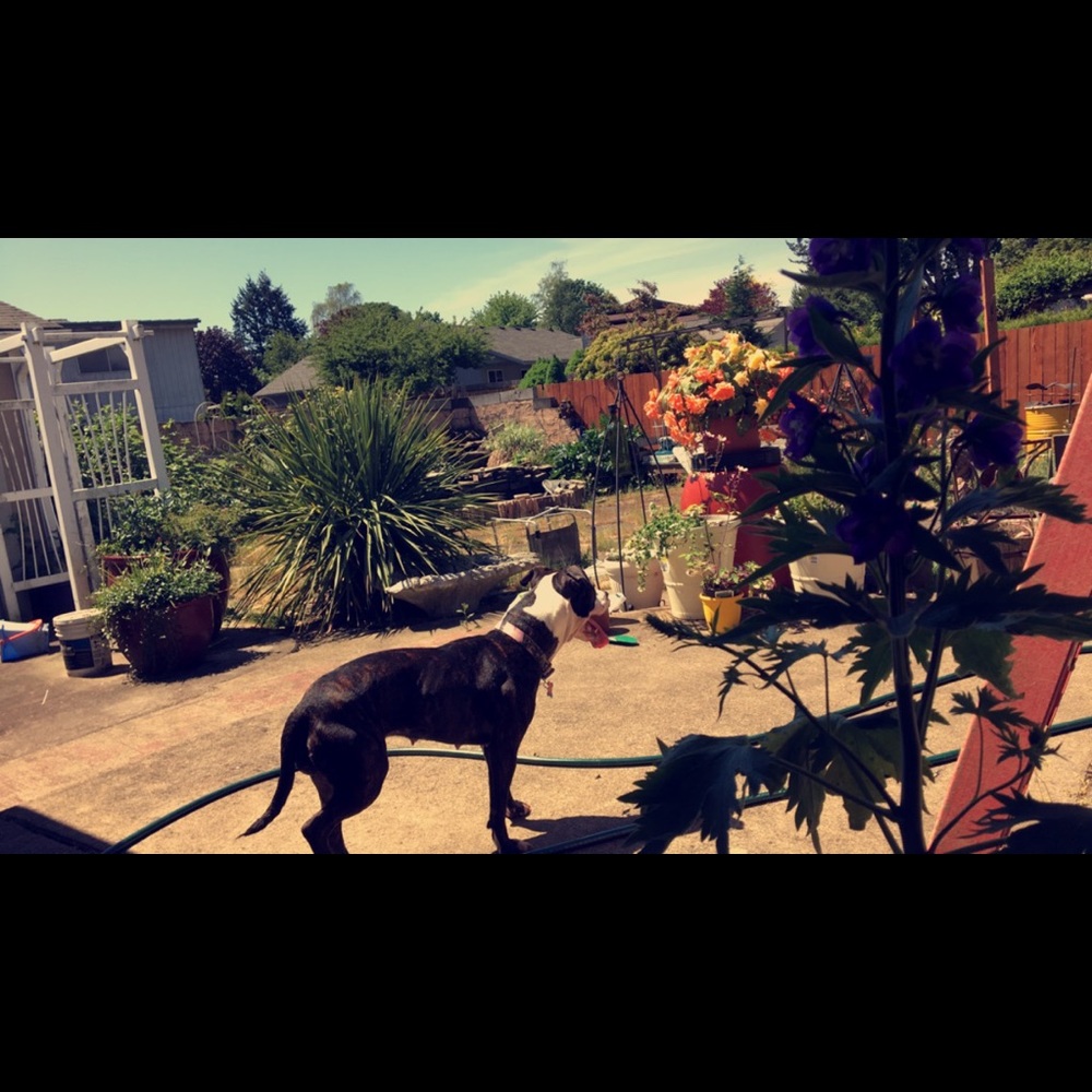 Meet your Posher, Adaja